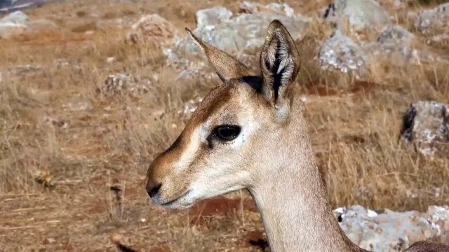 Kırıkhan'daki dağ ceylanları yaşam merkezinde izinsiz tarım