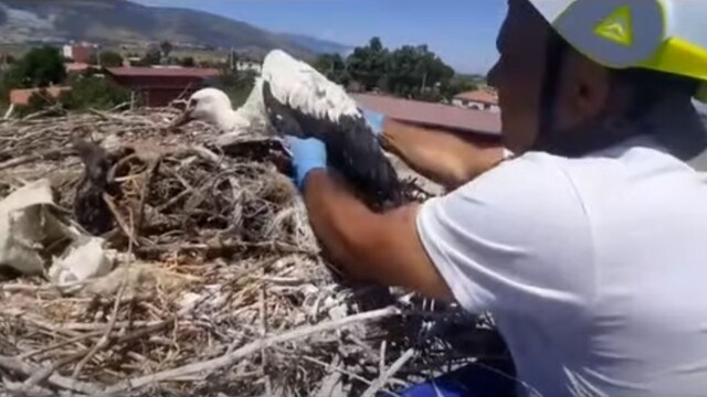 Leylek yuvalarındaki plastik ipler yavrulara tehlike