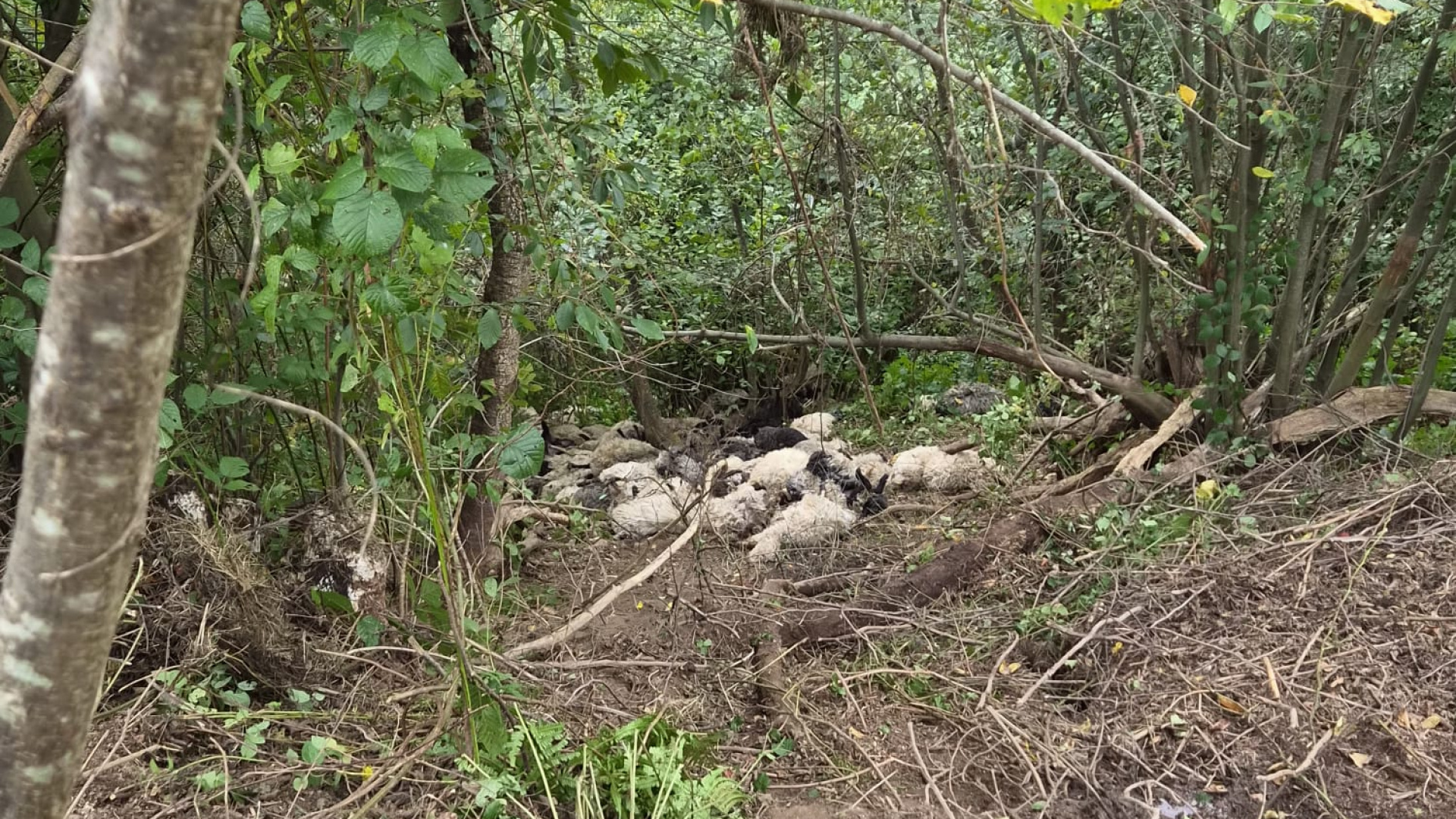 Maçka'da yabani hayvandan kaçan koyunlar uçurumdan düştü
