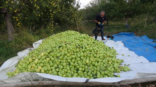 Malatya'da elma hasadı bu yıl verimli geçiyor