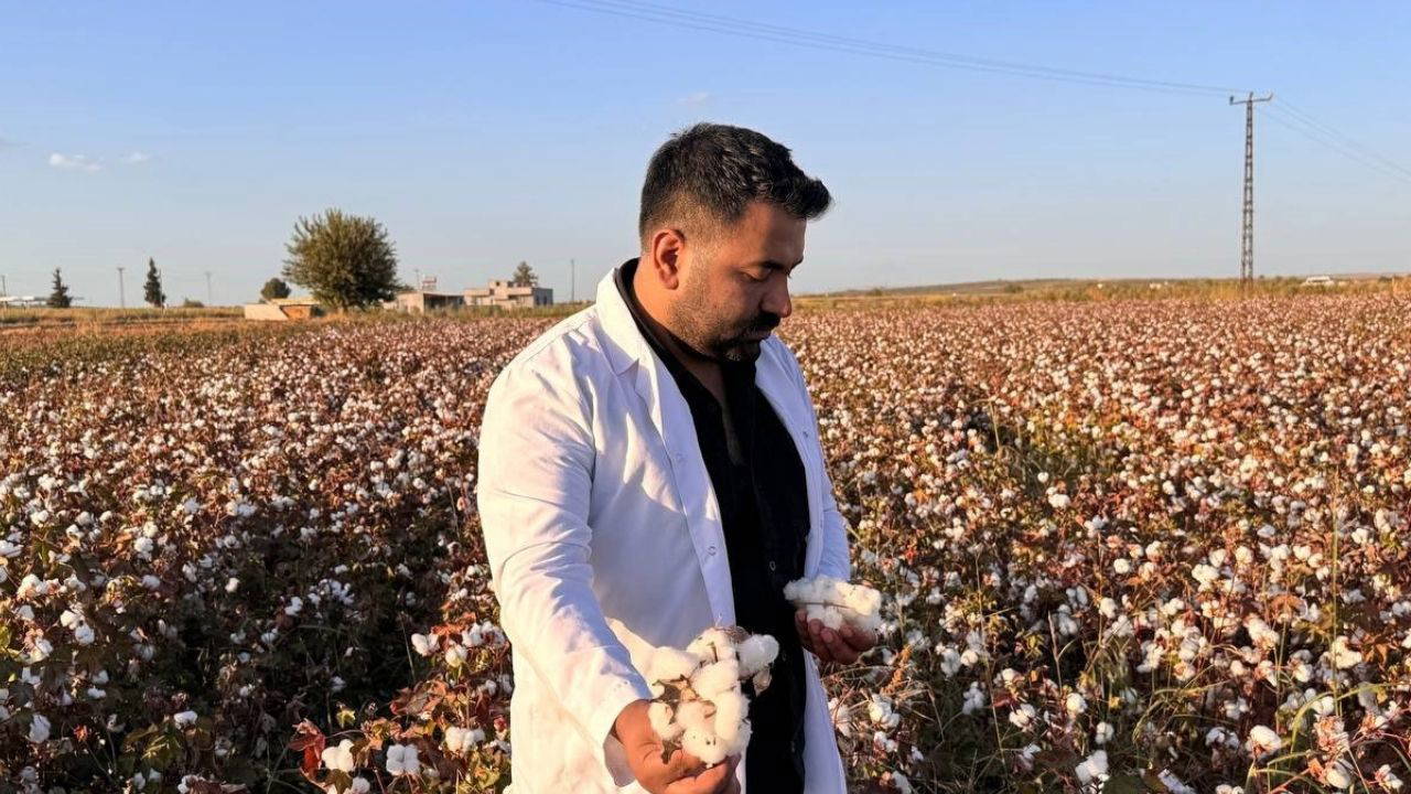 Manisa'nın Saruhanlı ilçesinde pamuk hasat sezonu açıldı