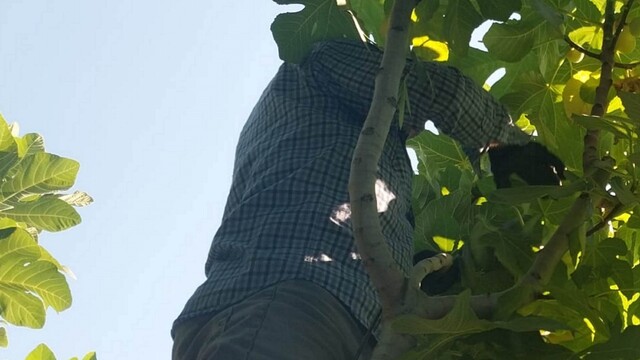 Mersin'de incir sezonu sona erdi, üreticiler yüzü güldü