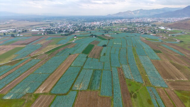 Muş Ovası'nda lahana hasadı başladı, 165 milyon lira