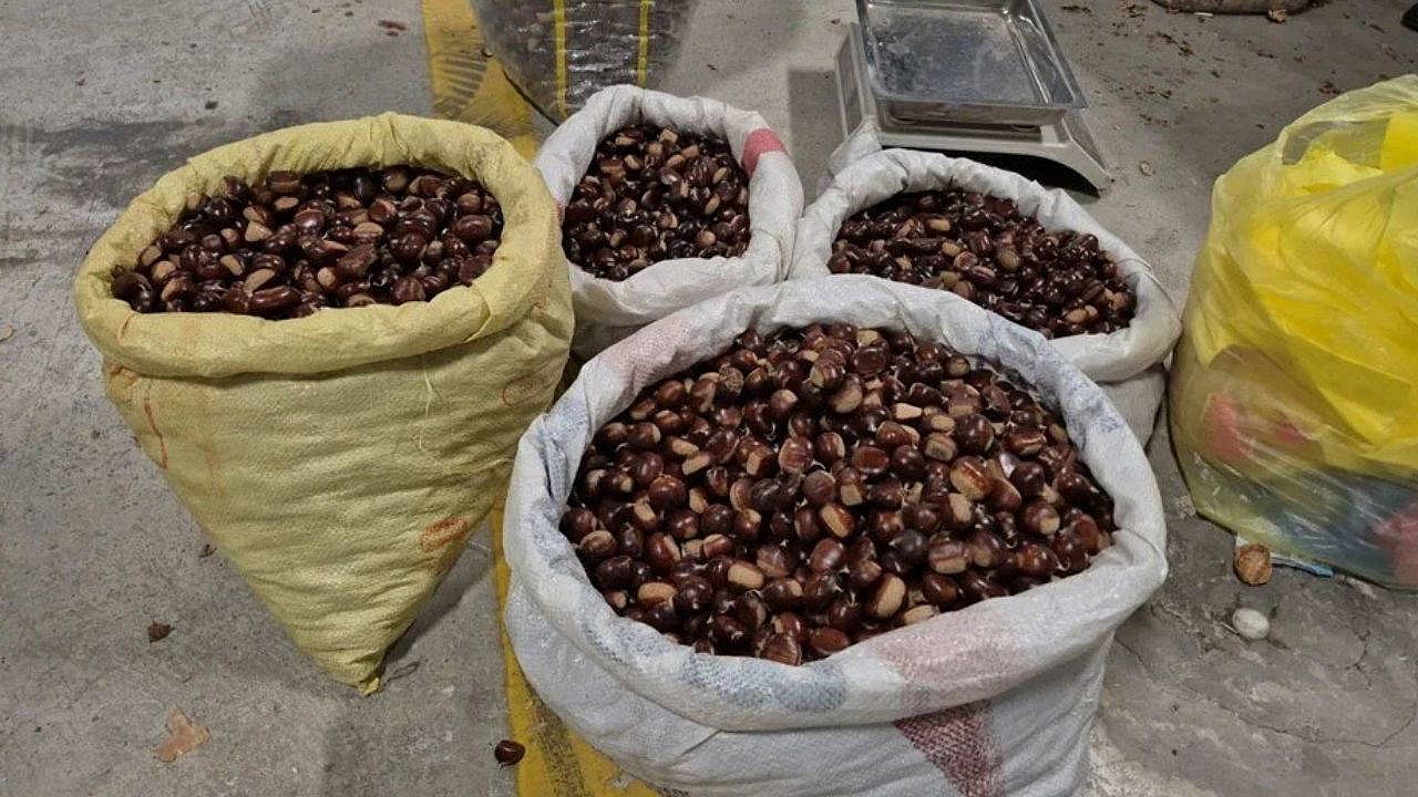 OMÜ Ziraat Fakültesi'nin kestane hasadı üniversite kapısında