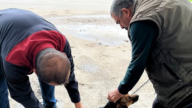 Ortaca'da kedi ve köpeklere kuduz aşısı uygulandı
