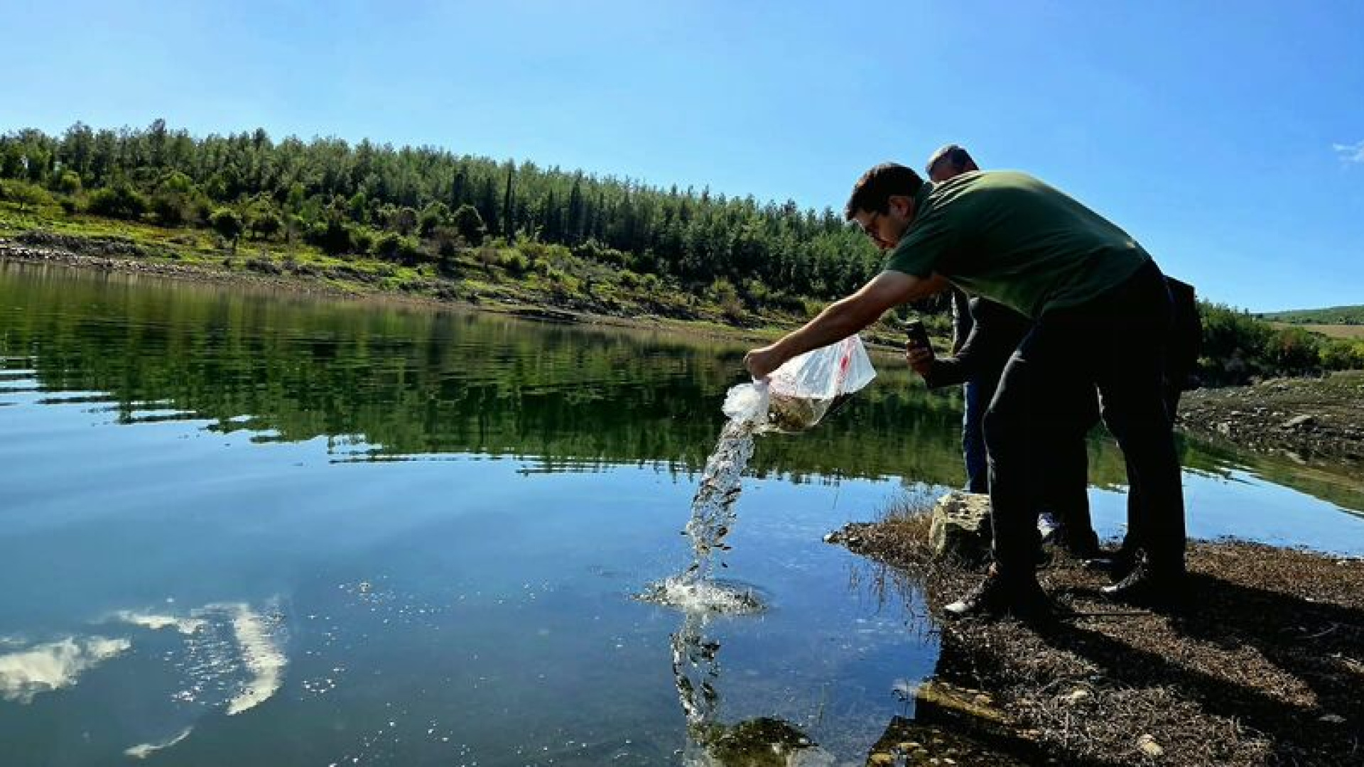 Osmaniye'de baraja 50 bin sazan yavrusu bırakıldı