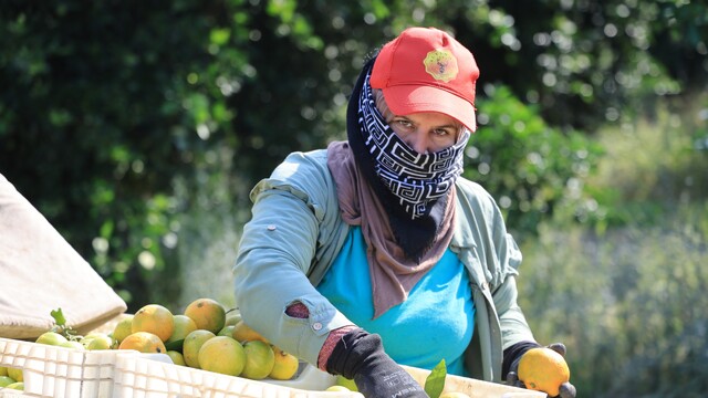 Rusya-Ukrayna savaşı mandalina fiyatlarını dalında düşürdü