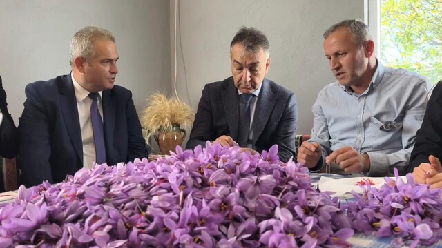 Safranbolu'da safran hasadı devam ediyor, kilosu 800 bin TL