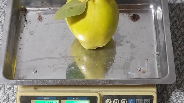 Sakarya'da dev ayvalar tartıda 2 kiloyu buldu