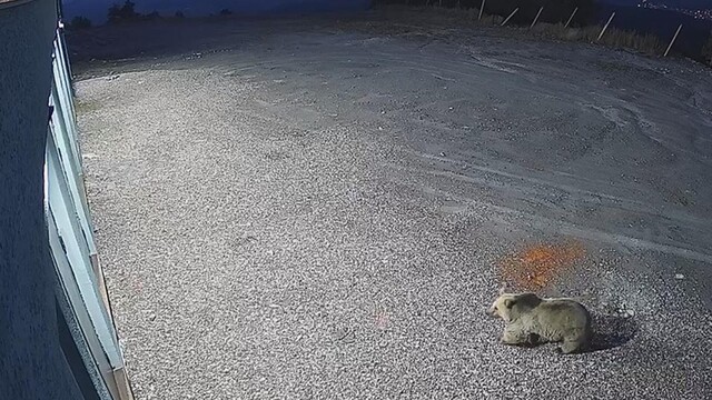 Sarıkamış'ta kayak merkezinde bozayı görüntülendi