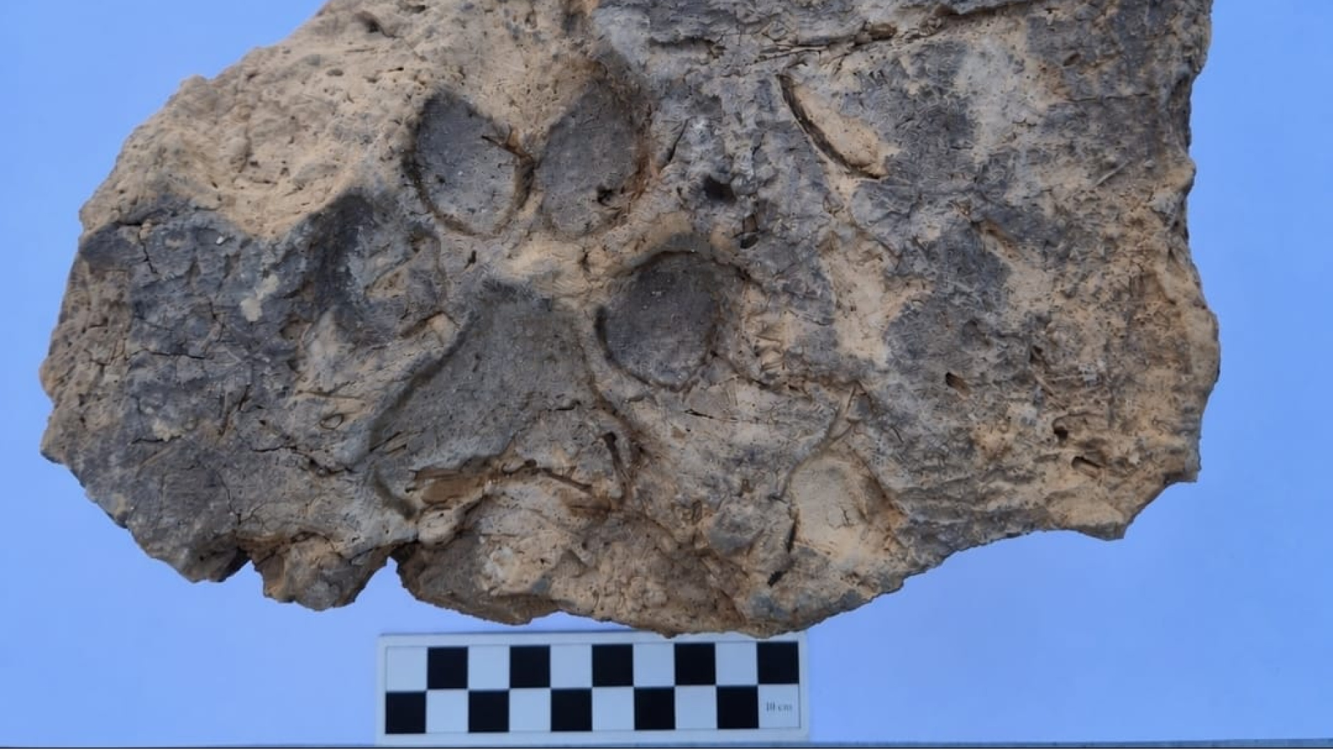 Tavşanlı Höyük'te 4 bin yıllık pati izi keşfedildi