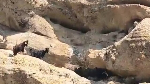 Tunceli'de 70 metre yükseklikteki keçiler kurtarıldı