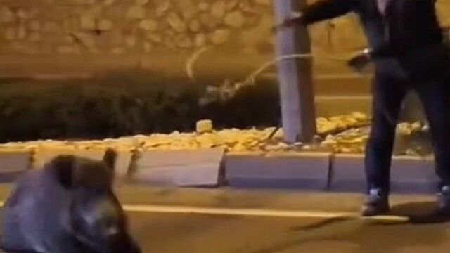 Yaban domuzunu kementle yakalayan dernek başkanı