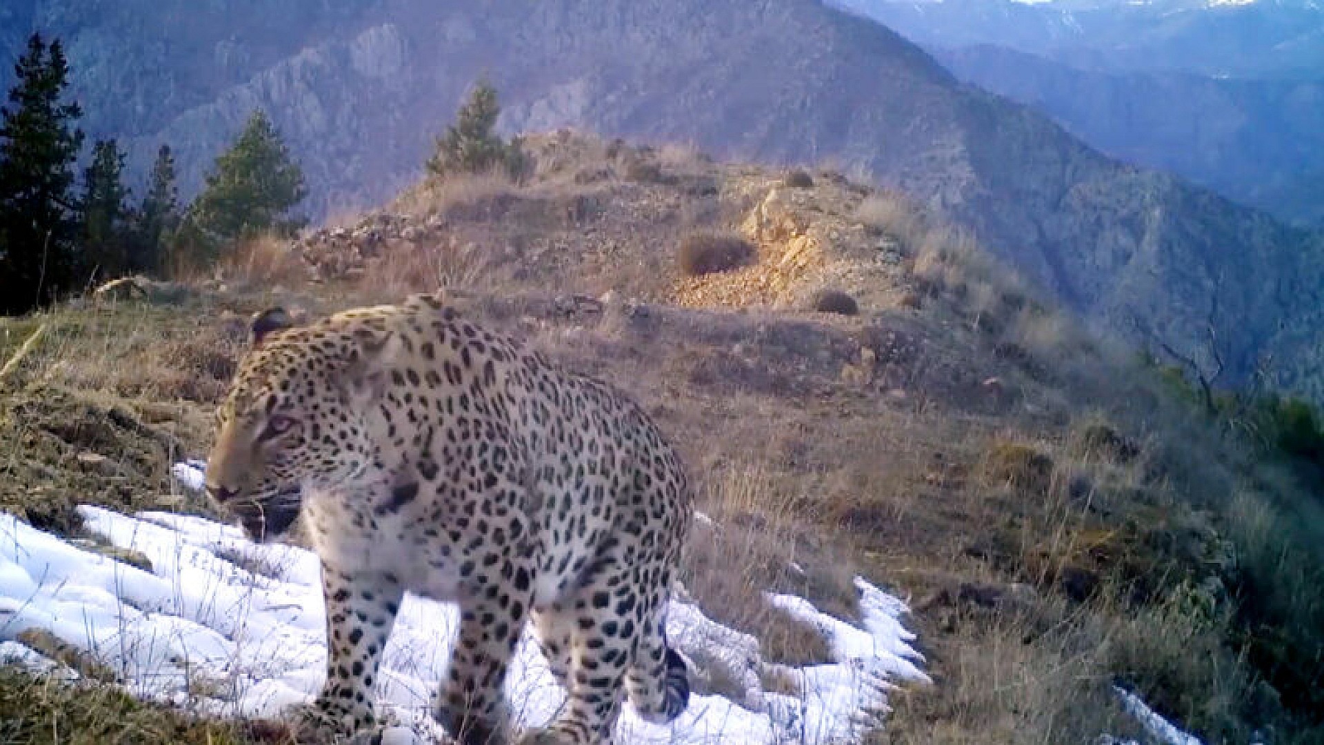 Yaban hayatında yüzde 73 kayıp: WWF raporu açıklandı