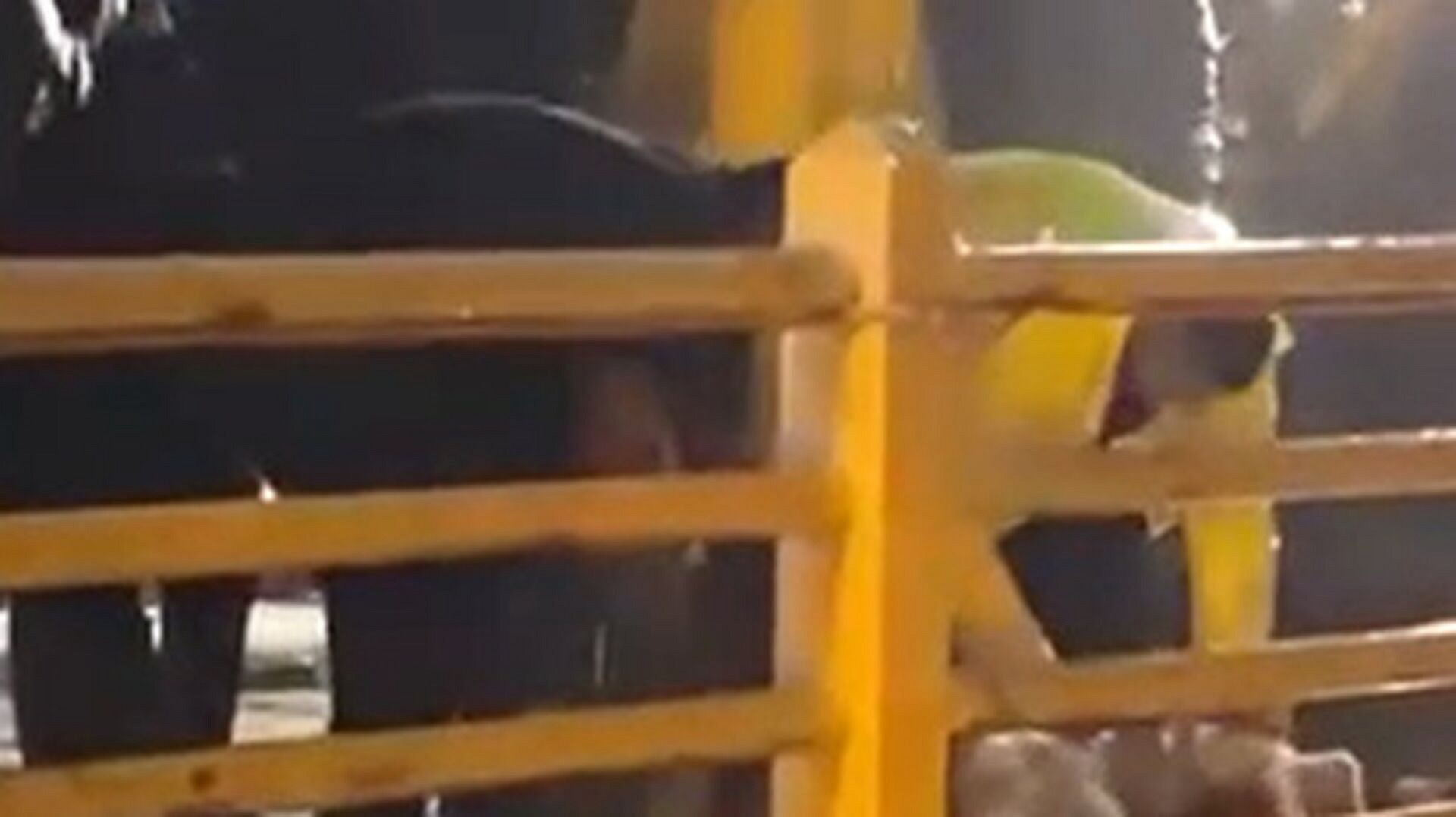 Yalova'da sağanak yağışın durması için kurban kesimi yapıldı