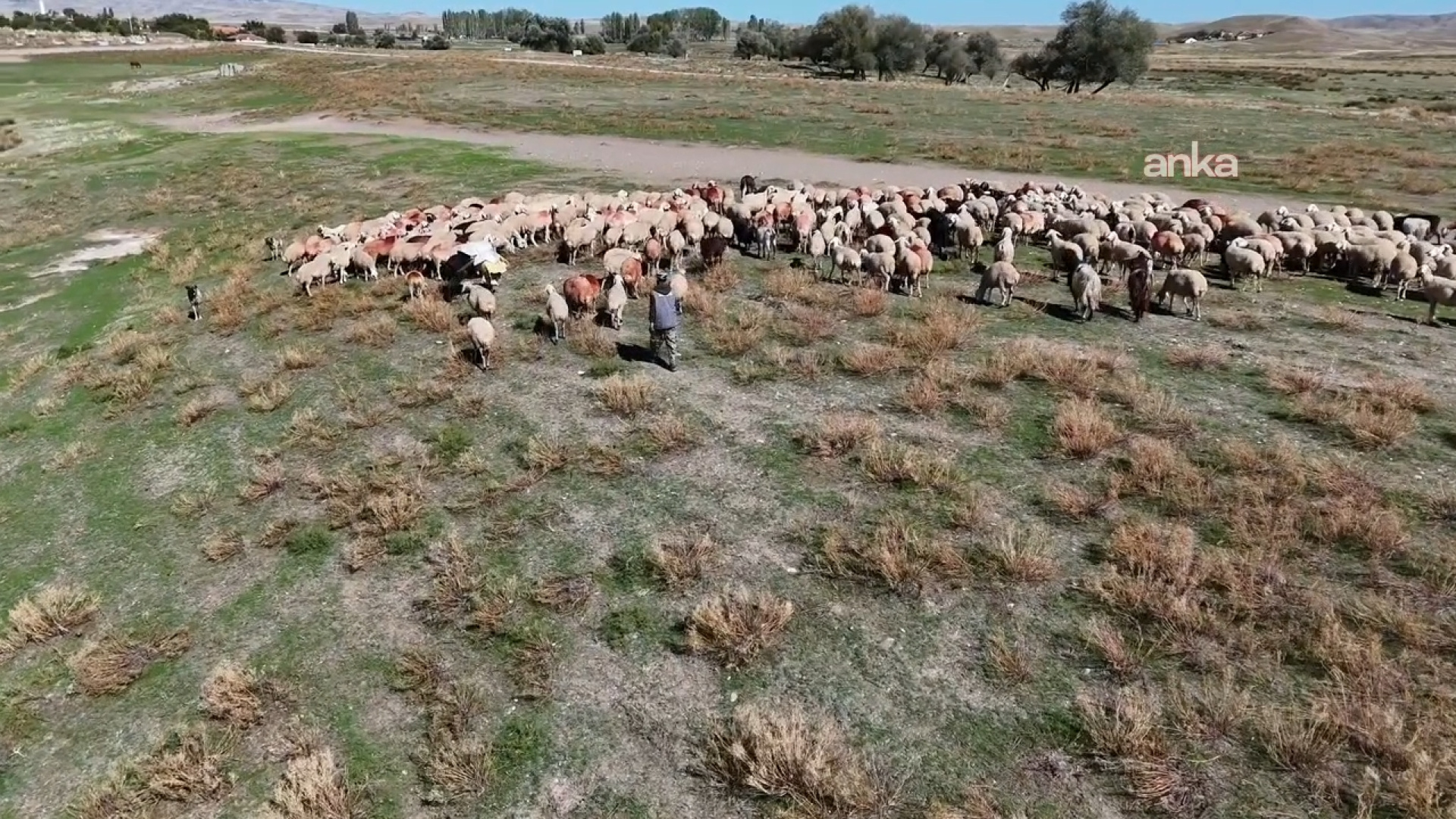 Yozgat'ta Afgan çoban uygulaması başladı