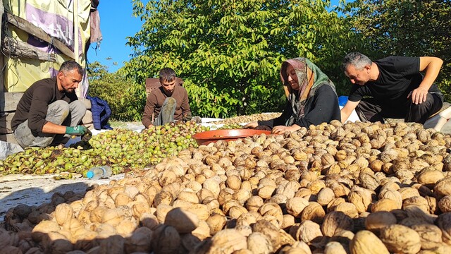 Yozgat'ta ceviz hasadı başladı, üreticiler verimden memnun