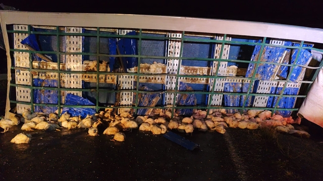 Yozgat'ta tavuk yüklü tır devrildi, 1 kişi yaralandı