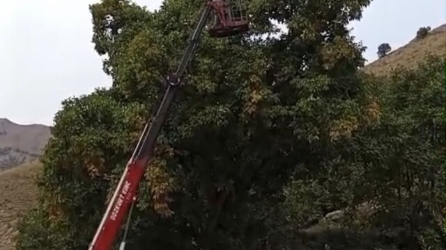 Yüksekova'da Doski Vadisi'nde vinçle ceviz hasadı başladı