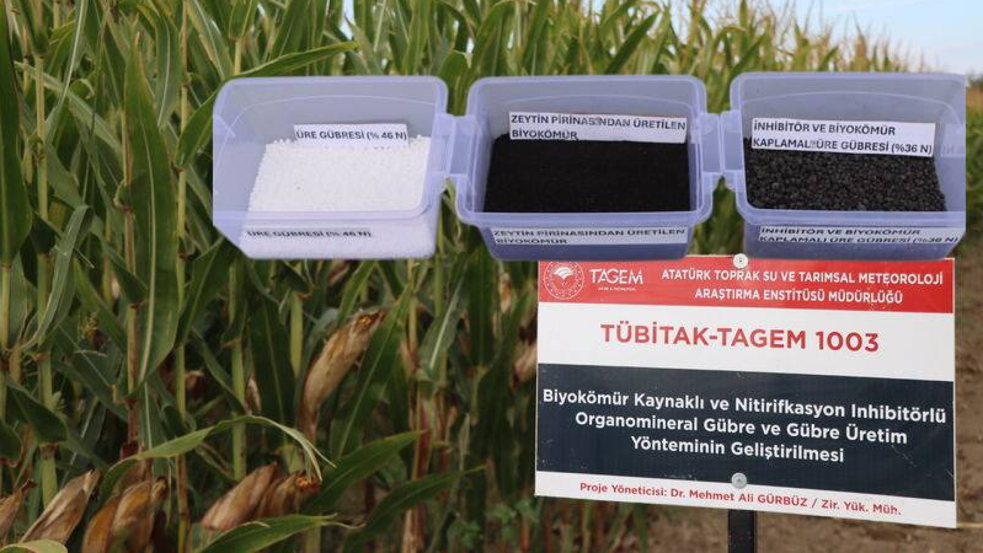 Zeytin atığı ile organomineral gübre projesi tamamlanıyor