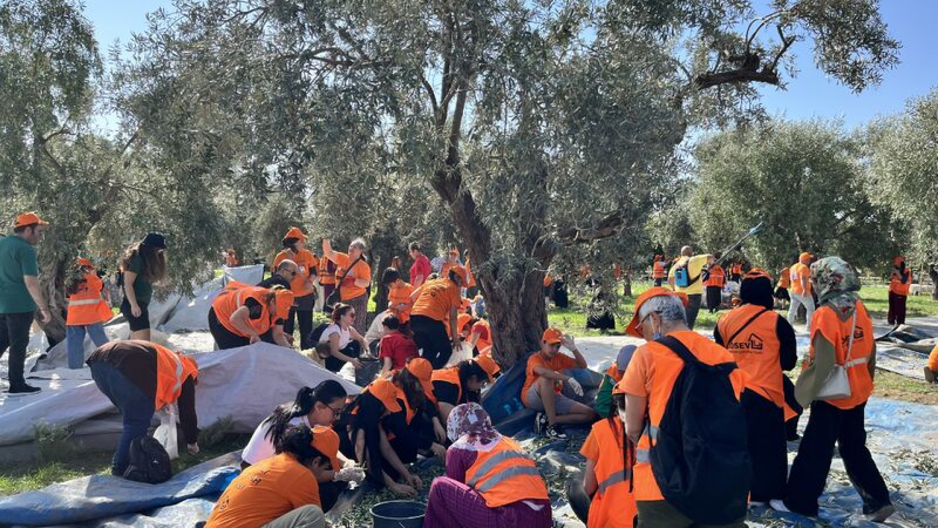 Zeytin hasadı lösemili çocuklar için Mersin'de yapıldı