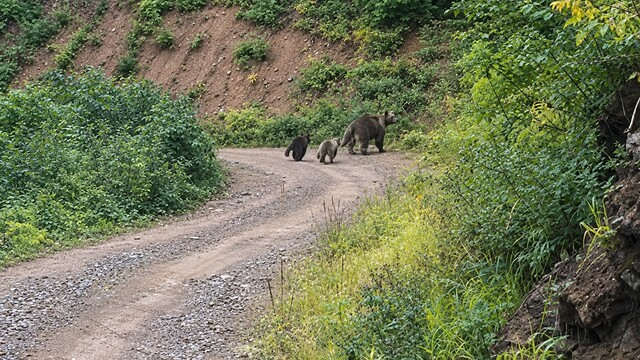 Kastamonu ormanında bozayı ve yavrularıyla karşılaşıldı