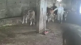 Serkan Karakuş, Amasya'da inek tekmesiyle düştü