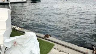 Fatih'teki Cibali Sahili'nde erkek cesedi bulundu