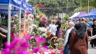 İzmir'in balkon-bahçe bitkileri ve bal festivali başlıyor