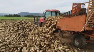 Pancar üreticilerine 952 milyon lira avans ödemesi yapıldı