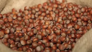 Rekabet Kurumu fındık sektöründe denetimlerini sürdürüyor