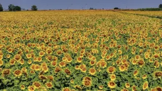TİGEM, 211,9 ton yağlık ayçiçeği satışı ihalesi yapacak
