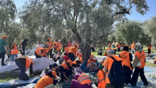 Zeytin hasadı lösemili çocuklar için Mersin'de yapıldı