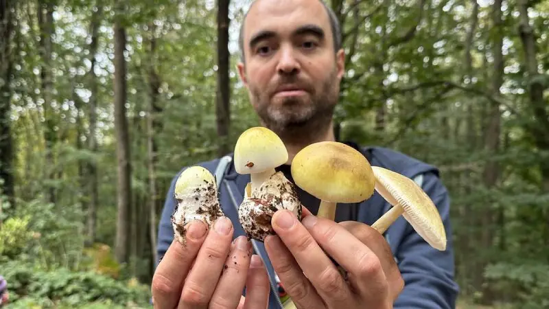 Belgrad Ormanı'nda doğaseverler mantar avına çıktı