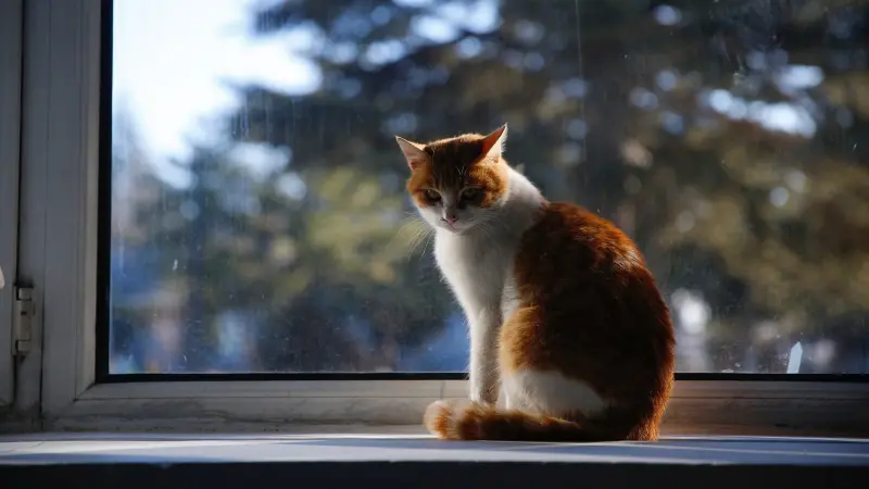 Konya'da kedi tüyü silkeleme tartışması kanlı bitti
