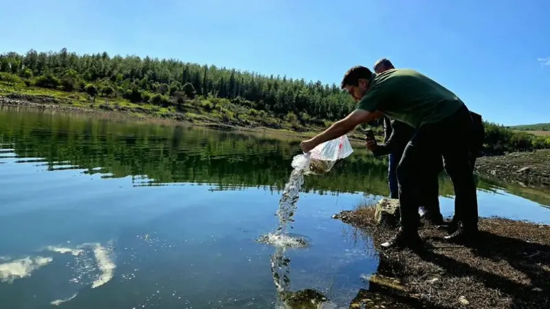 Osmaniye'de baraja 50 bin sazan yavrusu bırakıldı