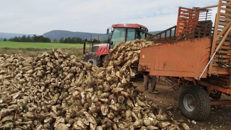 Pancar üreticilerine 952 milyon lira avans ödemesi yapıldı