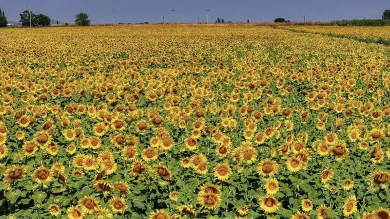 TİGEM, 211,9 ton yağlık ayçiçeği satışı ihalesi yapacak